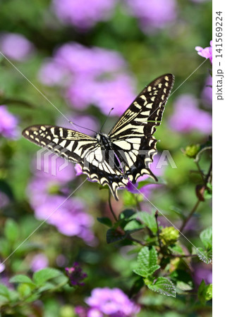 アゲハチョ(ナミアゲハ:Swallowtail butterfly) アゲハチョ(ナミアゲハ:Swallowtail butterfly) 141569224