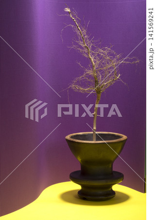 Dried plant root on a colored background in a vase Dried plant root on a colored background in a vase 141569241