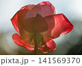 光に透ける赤いバラ 141569370