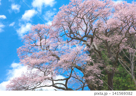 一本桜 - 青空に映える満開の下山田の桜 一本桜 - 青空に映える満開の下山田の桜 141569382