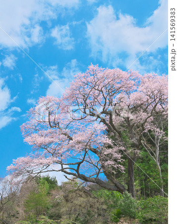 一本桜 - 青空に映える満開の下山田の桜 一本桜 - 青空に映える満開の下山田の桜 141569383