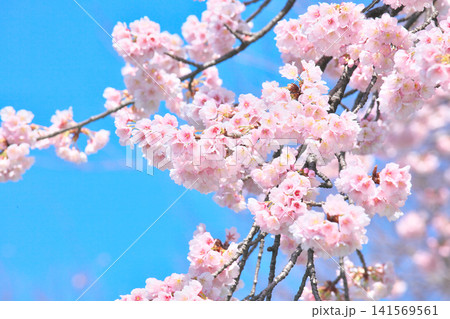 青空に映える満開の桜 自然風景 青空に映える満開の桜 自然風景 141569561