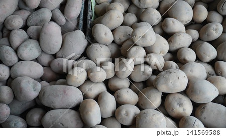 Dense pile of earthy light brown raw potatoes Dense pile of earthy light brown raw potatoes 141569588