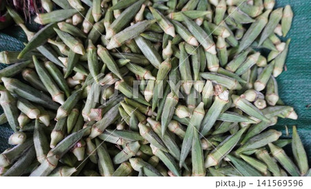 Dense pile of fresh green okra pods tightly packed Dense pile of fresh green okra pods tightly packed 141569596