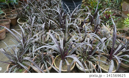 Compact terracotta pots with plants bearing gray purple leaves Compact terracotta pots with plants bearing gray purple leaves 141569625