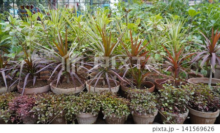 Plant nursery rows showing green, red, and purple foliage Plant nursery rows showing green, red, and purple foliage 141569626