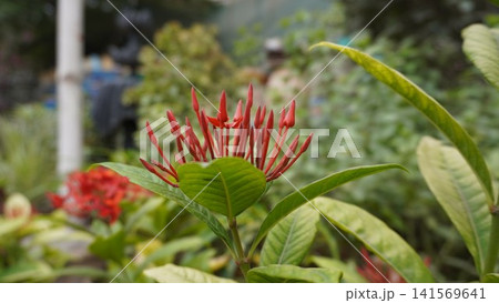 Detailed red flower cluster framed by soft green leaves 141569641