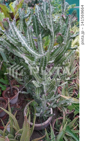 Green Euphorbia succulent with white patterned spines Green Euphorbia succulent with white patterned spines 141569664