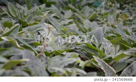 Silver spotted green leaves with budding stalks close ground shot Silver spotted green leaves with budding stalks close ground shot 141569666
