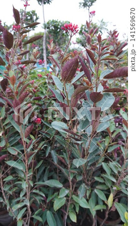 Close up dark burgundy green leaves with budding flowers Close up dark burgundy green leaves with budding flowers 141569670