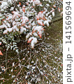 雪化粧した南天の葉と冬の庭　 141569694