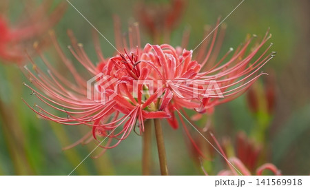 ヒガンバナ(彼岸花/Lycoris radiata) ヒガンバナ(彼岸花/Lycoris radiata) 141569918