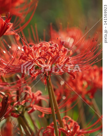 ヒガンバナ(彼岸花/Lycoris radiata) ヒガンバナ(彼岸花/Lycoris radiata) 141569923