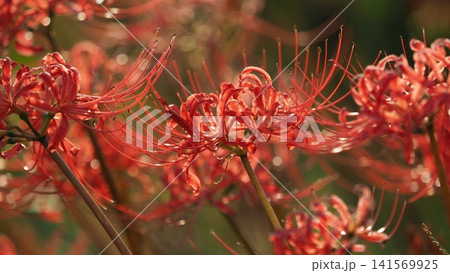 ヒガンバナ(彼岸花／Lycoris radiata) 141569925