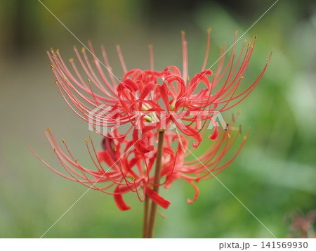 ヒガンバナ(彼岸花/Lycoris radiata) ヒガンバナ(彼岸花/Lycoris radiata) 141569930