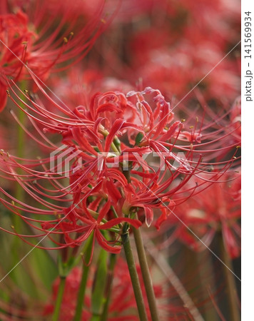 ヒガンバナ(彼岸花／Lycoris radiata) 141569934