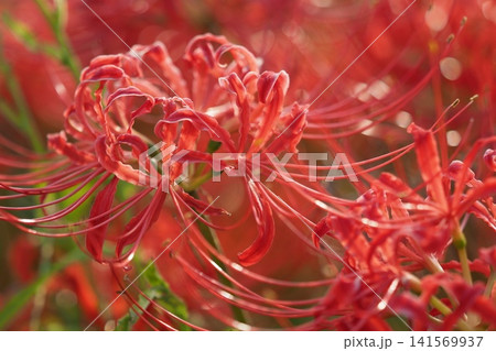 ヒガンバナ(彼岸花/Lycoris radiata) ヒガンバナ(彼岸花/Lycoris radiata) 141569937