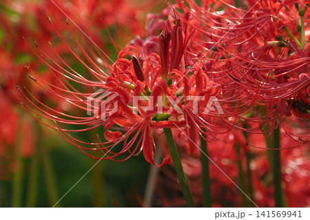 ヒガンバナ(彼岸花/Lycoris radiata) ヒガンバナ(彼岸花/Lycoris radiata) 141569941