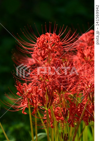 ヒガンバナ(彼岸花／Lycoris radiata) 141569942
