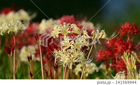 ヒガンバナ(彼岸花/Lycoris radiata) ヒガンバナ(彼岸花/Lycoris radiata) 141569944