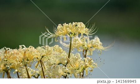 ヒガンバナ(彼岸花/Lycoris radiata) ヒガンバナ(彼岸花/Lycoris radiata) 141569945