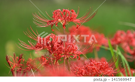 ヒガンバナ(彼岸花/Lycoris radiata) ヒガンバナ(彼岸花/Lycoris radiata) 141569947