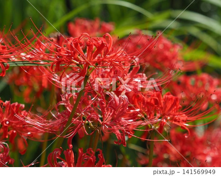 ヒガンバナ(彼岸花／Lycoris radiata) 141569949