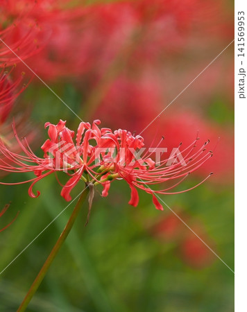 ヒガンバナ(彼岸花/Lycoris radiata) ヒガンバナ(彼岸花/Lycoris radiata) 141569953
