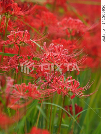 ヒガンバナ(彼岸花/Lycoris radiata) ヒガンバナ(彼岸花/Lycoris radiata) 141569956