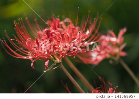 ヒガンバナ(彼岸花/Lycoris radiata) ヒガンバナ(彼岸花/Lycoris radiata) 141569957