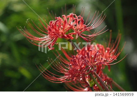 ヒガンバナ(彼岸花／Lycoris radiata) 141569959