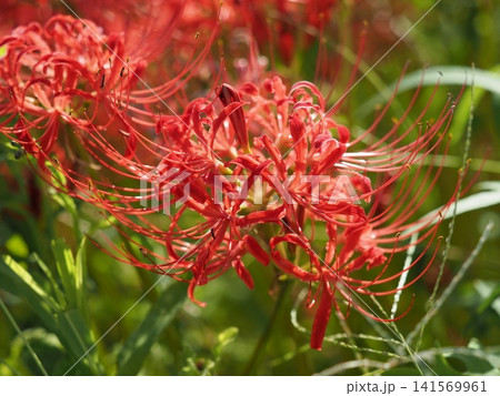 ヒガンバナ(彼岸花/Lycoris radiata) ヒガンバナ(彼岸花/Lycoris radiata) 141569961