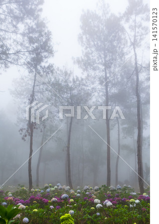 Misty morning in a pine forest in Indonesia. Blooming hortensias at highland plantation in tropical jungle creating dreamy scene. Perfect for nature travel background, tourism in mountains landscapes. 141570123