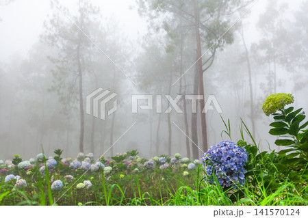 Misty morning in a pine forest in Indonesia. Blooming hortensias at highland plantation in tropical jungle creating dreamy scene. Perfect for nature travel background, tourism in mountains landscapes. Misty morning in a pine forest in Indonesia. Blooming hortensias at highland plantation in tropical jungle creating dreamy scene. Perfect for nature travel background, tourism in mountains landscapes. 141570124