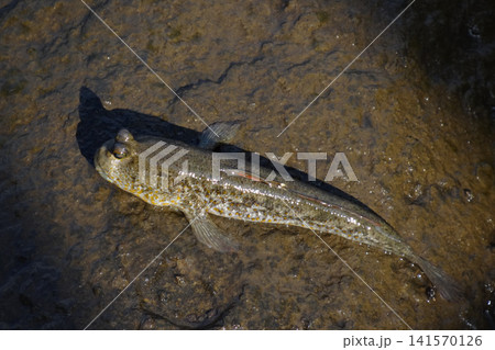 Mudskipper fish resting on wet, muddy ground near the coast. This amphibious fish, known for its ability to move on land, is photographed in natural sunlight, showcasing its unique eyes and textured Mudskipper fish resting on wet, muddy ground near the coast. This amphibious fish, known for its ability to move on land, is photographed in natural sunlight, showcasing its unique eyes and textured 141570126