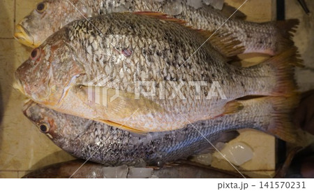 Three stacked fish with varied scales and scattered ice 141570231