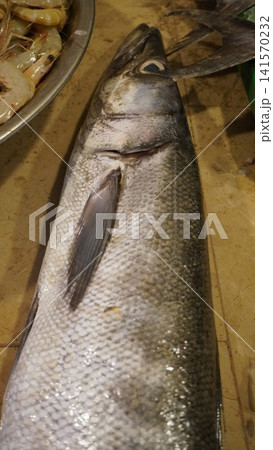 Large single fish displayed prominently on surface 141570232