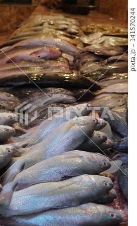 Large display of various fish in low light Large display of various fish in low light 141570244