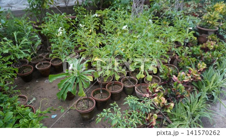 Variety of potted plants with greenery and white flowers clustered Variety of potted plants with greenery and white flowers clustered 141570262