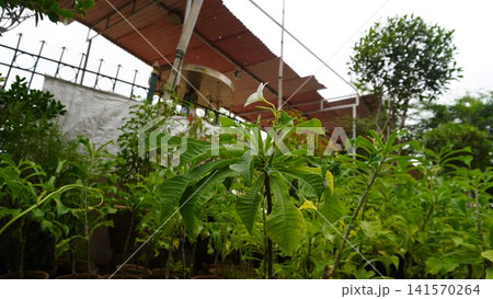 Close up of green leaves and white flowers with background structure Close up of green leaves and white flowers with background structure 141570264