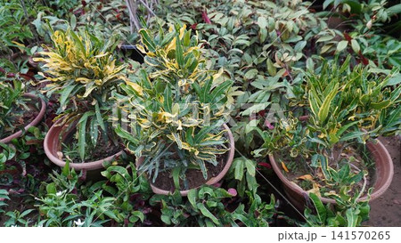 Cluster of potted plants with vibrant green and yellow foliage Cluster of potted plants with vibrant green and yellow foliage 141570265
