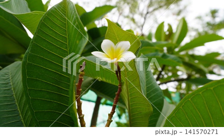 Single white yellow flower framed by large veined leaves 141570271