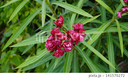 Deep red flowers stand out against slender green leaves Deep red flowers stand out against slender green leaves 141570272