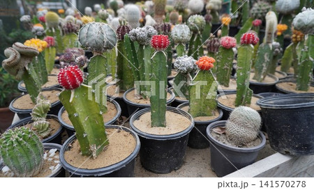 Unique cacti collection in pots with colorful buds 141570278