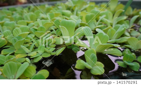 Dense view of bright green water lettuce plants Dense view of bright green water lettuce plants 141570291