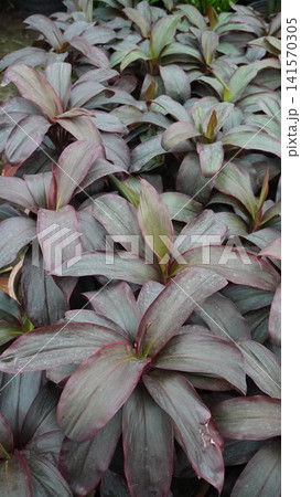 Dark green and purple ti leaves fill frame Dark green and purple ti leaves fill frame 141570305