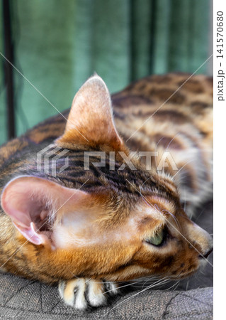 Close up of Bengal cat head with sharp claws resting on textile surface Close up of Bengal cat head with sharp claws resting on textile surface 141570680