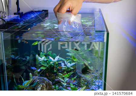 Hand floating plastic transport bag with new fish in aquarium water Hand floating plastic transport bag with new fish in aquarium water 141570684