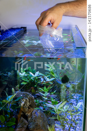 Hand floating plastic bag to acclimatize new fish in home aquarium Hand floating plastic bag to acclimatize new fish in home aquarium 141570686