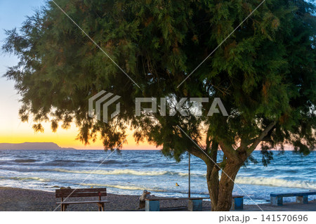 Large green tree and empty wooden bench on sea coast at sunset Large green tree and empty wooden bench on sea coast at sunset 141570696